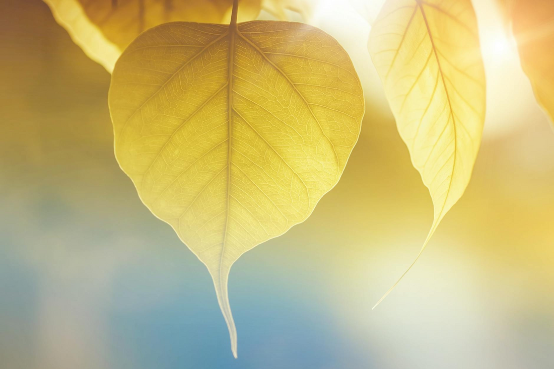 Seasonal Wellness Tips: How to Stay Healthy and Happy All Year Round